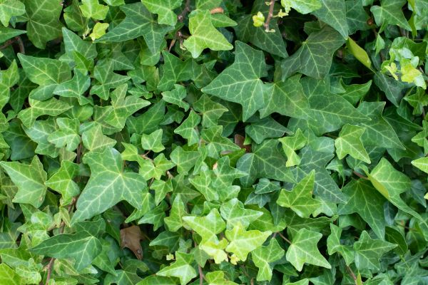 English Ivy Removal in Pueblo