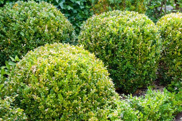 Landscape Trimming Service in Pueblo