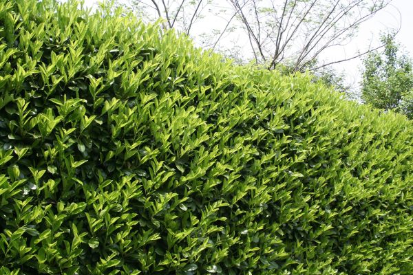 Laurel Removal in Pueblo
