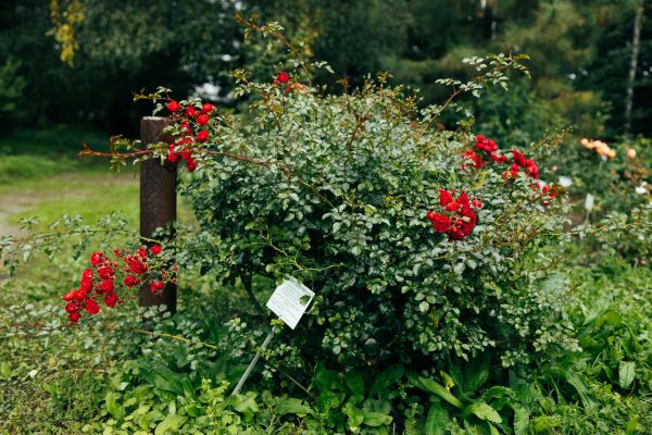Rose Bush Removal in Pueblo