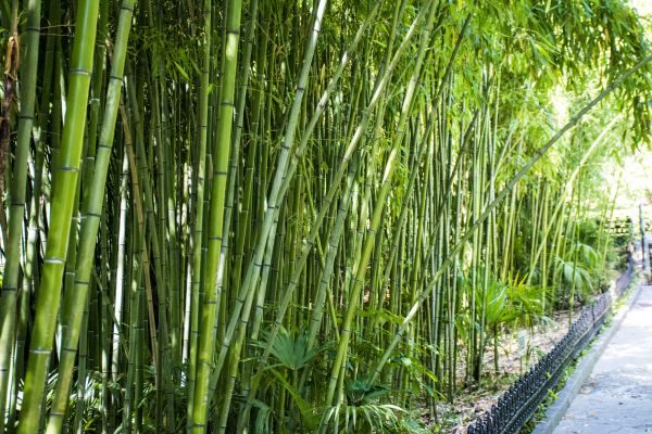 Bamboo Root Removal in Pueblo