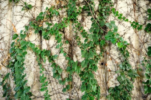 Vine Removal Service in Pueblo
