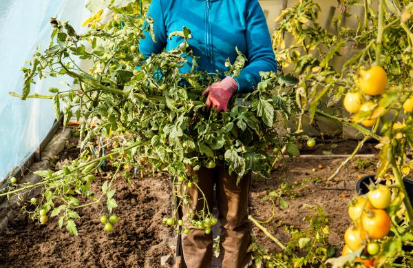 Garden Plant Removal in Pueblo