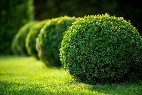 Bush Pruning Service