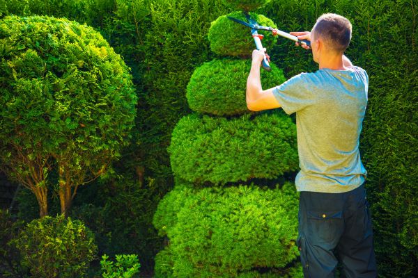 Topiary Shaping in Pueblo