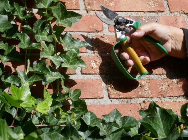 Ivy Removal Service in Pueblo