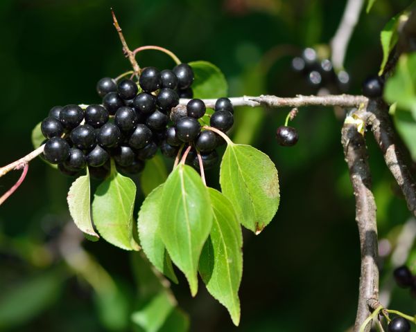 Buckthorn Removal in Pueblo