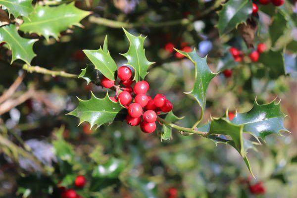 Holly Tree Trimming in Pueblo