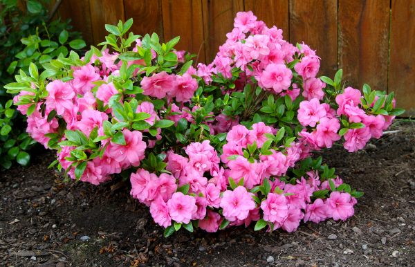 Azaleas Removal in Pueblo
