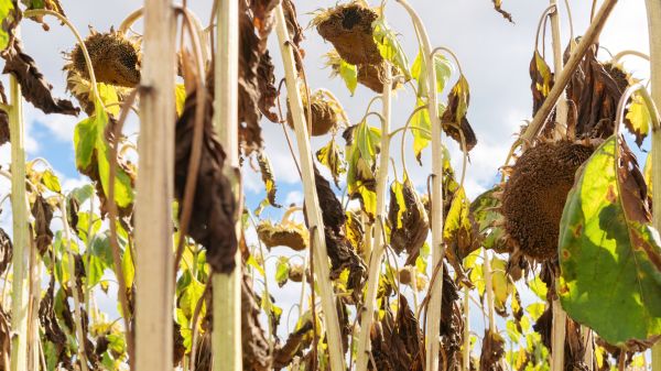 Dead Plant Removal in Pueblo