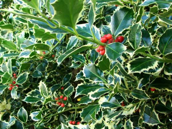 Holly Bushes Trimming in Pueblo