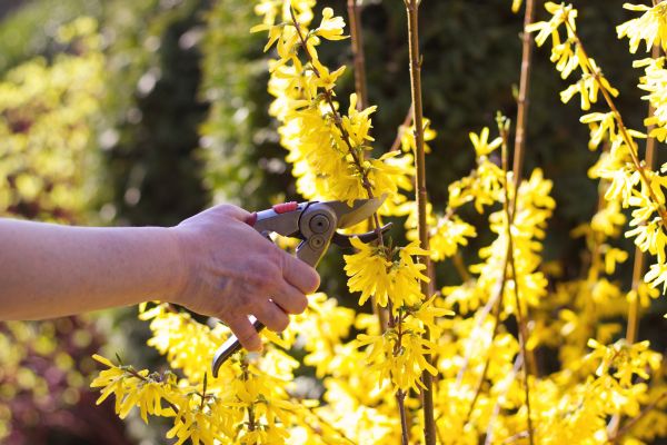 Forsythia Pruning in Pueblo