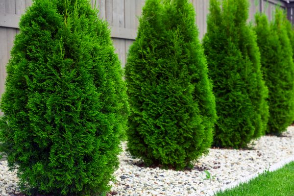 Arborvitae Removal in Pueblo