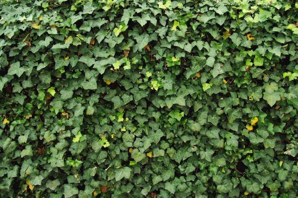 Ivy Pruning service in Pueblo