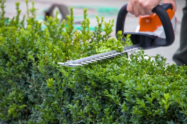 Evergreen Hedge Trimming in Pueblo