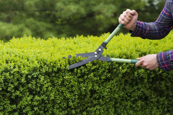Evergreen Shrub Pruning in Pueblo