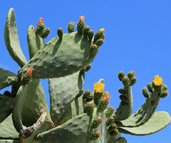 Cactus Removal in Pueblo
