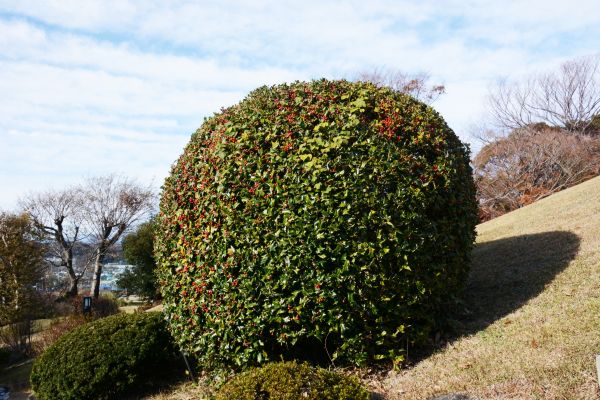 Holly Shrub Pruning in Pueblo
