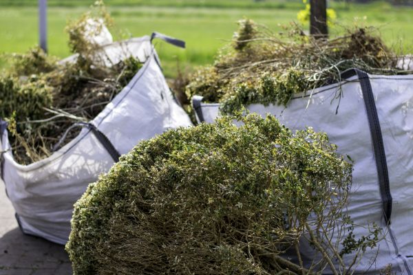 Dead Shrub Removal in Pueblo