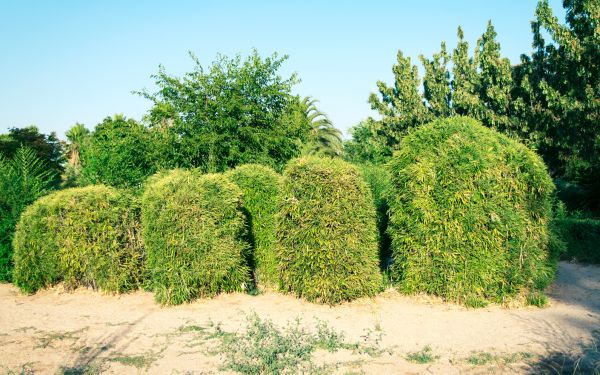 Bamboo Hedge Removal in Pueblo