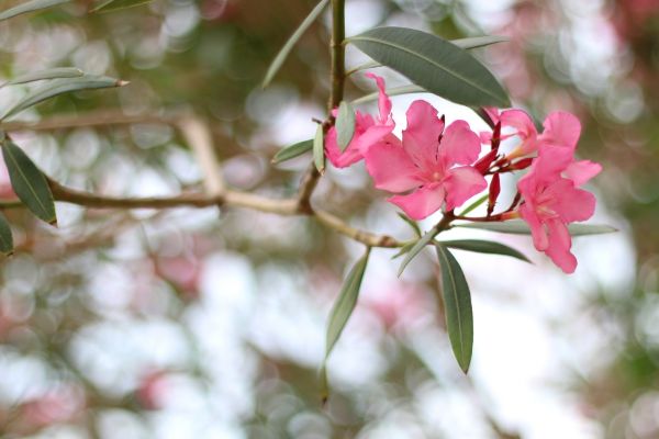 Oleander Removal in Pueblo