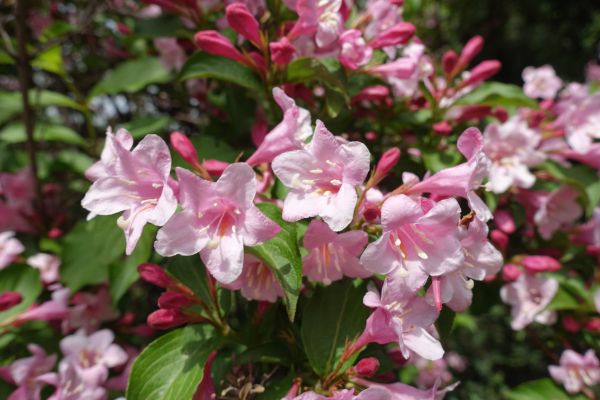 Weigela Pruning Service in Pueblo