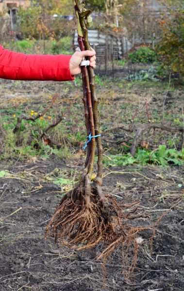 Shrub Root Removal in Pueblo