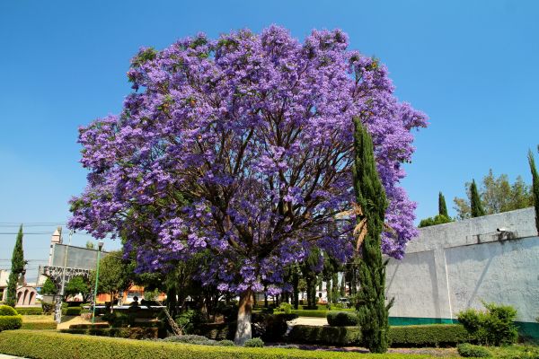 Jacaranda Pruning in Pueblo