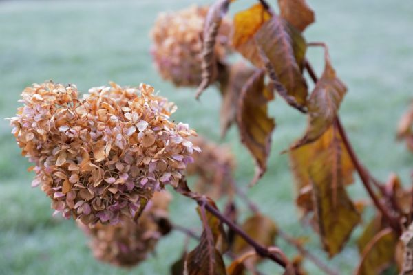 Hydrangea Removal in Pueblo