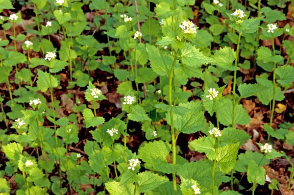 Garlic Mustard Removal in Pueblo