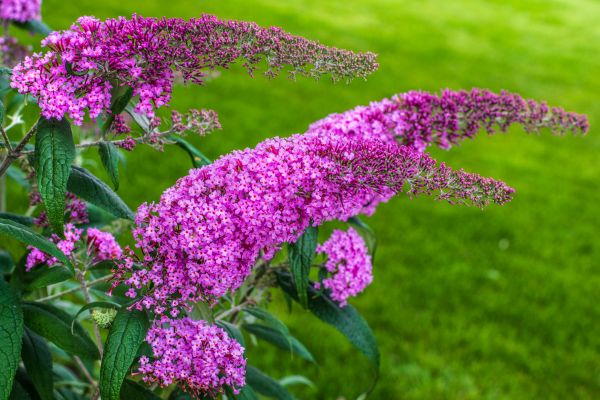 Butterfly Bush Removal in Pueblo