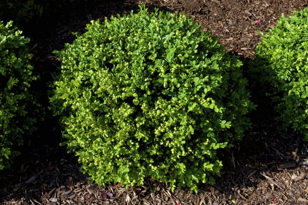 Boxwood Removal in Pueblo