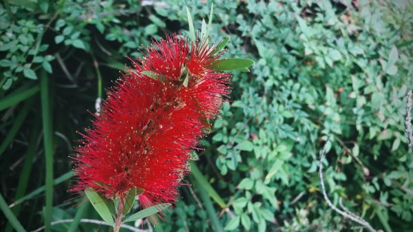 Bottlebrush Pruning in Pueblo