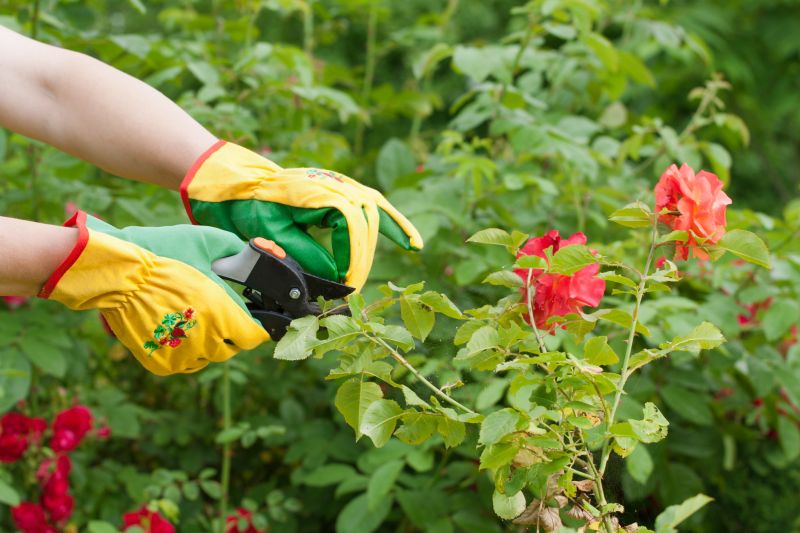 Rose Pruning Service